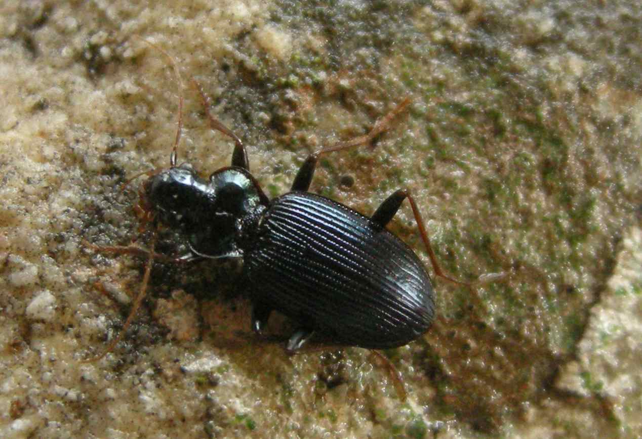 Carabidi in cavit dell''Alto Lazio